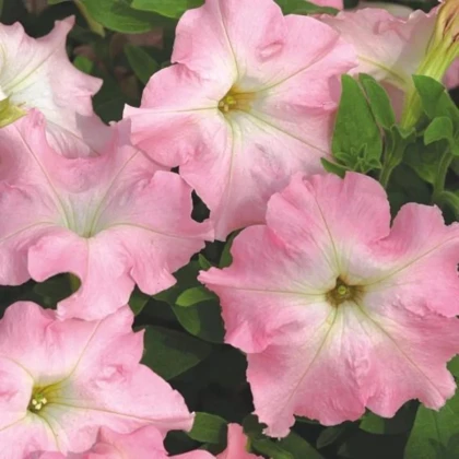Petúnia Mistral Pearly F1 - Petunia grandiflora - predaj semien - 15 ks