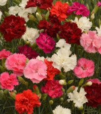 Klinček Grenadin zmes - Dianthus caryophyllus - predaj semien - 50 ks