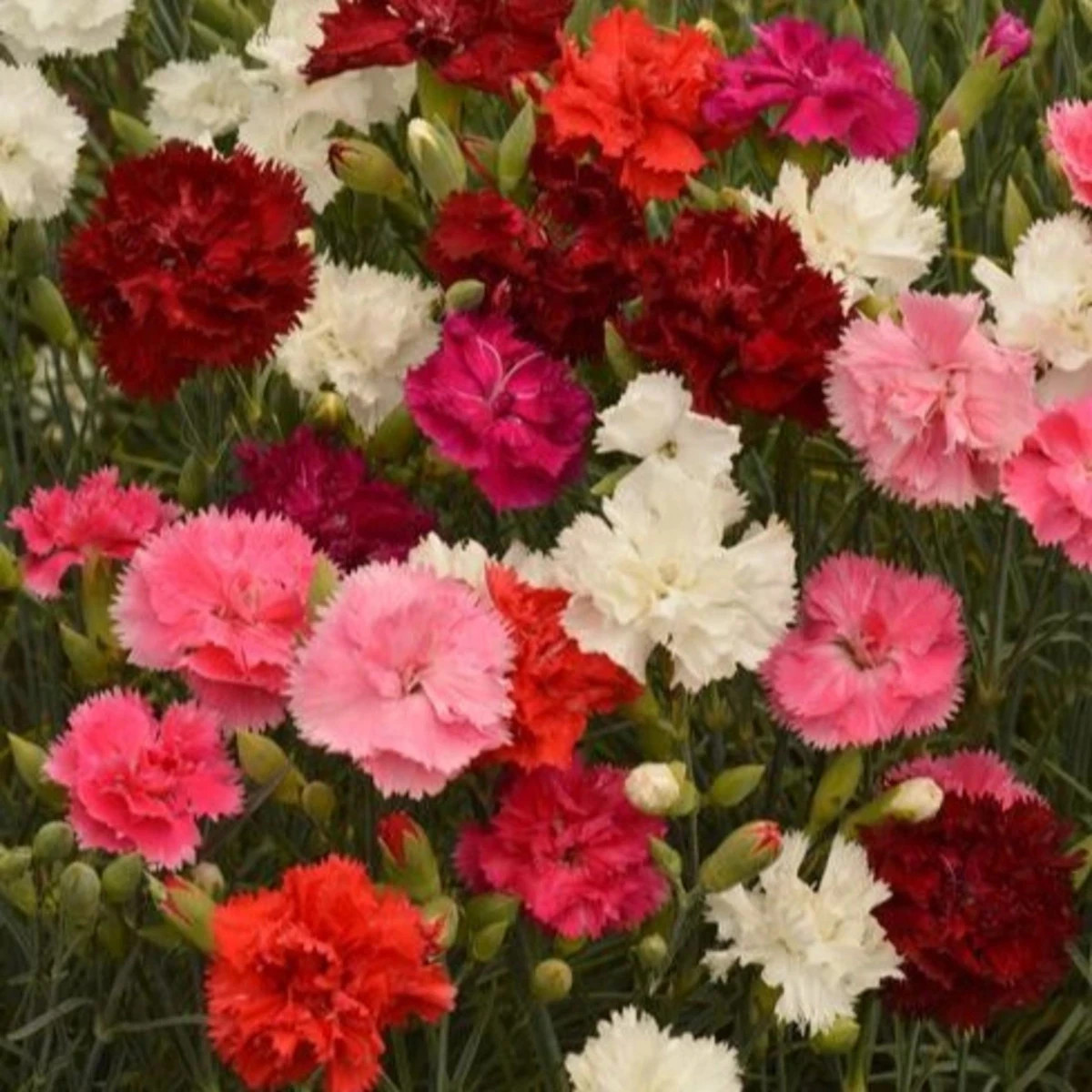 Klinček Grenadin zmes - Dianthus caryophyllus - predaj semien - 50 ks