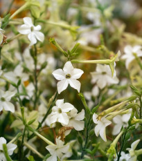 Tabak Perfume White F1 - Nicotiana - predaj semien - 50 ks