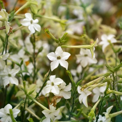 Tabak Perfume White F1 - Nicotiana - predaj semien - 50 ks