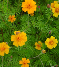 Aksamietnica rozkladitá Ground control - Tagetes patula - predaj semien - 0,5 g