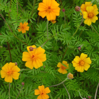 Aksamietnica rozkladitá Ground control - Tagetes patula - predaj semien - 0,5 g