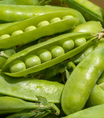 Hrach dreňový Sienna - Pisum sativum - predaj semien - 60 ks