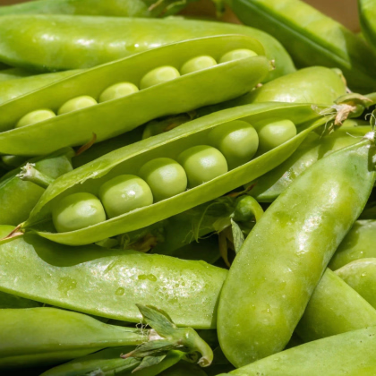 Hrach dreňový Sienna - Pisum sativum - predaj semien - 60 ks