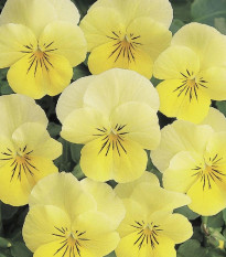 Fialka rohatá Sorbet Lemon Chiffon - Viola cornuta - predaj semien - 20 ks