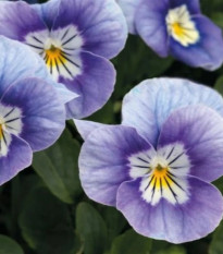 Fialka rohatá Sorbet levanduľová ružová - Viola cornuta - predaj semien - 20 ks