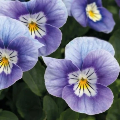 Fialka rohatá Sorbet Lavender Pink - Viola cornuta - predaj semien - 20 ks