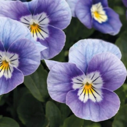 Fialka rohatá Sorbet levanduľová ružová - Viola cornuta - predaj semien - 20 ks