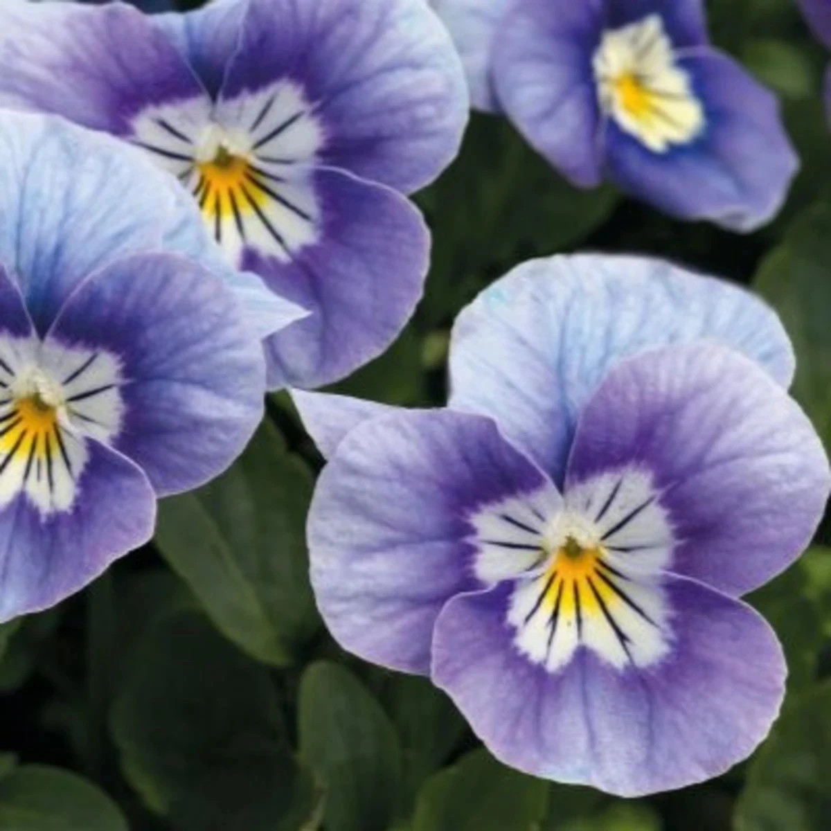 Fialka rohatá Sorbet Lavender Pink - Viola cornuta - predaj semien - 20 ks