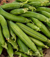 Hrach siaty dreňový Premio - Pisum sativum - predaj semien - 60 ks