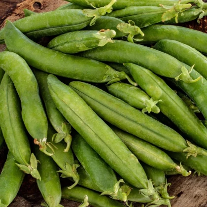 Hrach siaty dreňový Premio - Pisum sativum - predaj semien - 60 ks