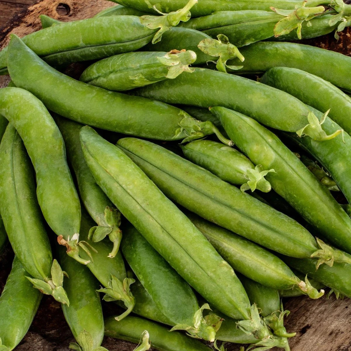 Hrach siaty dreňový Premio - Pisum sativum - predaj semien - 60 ks