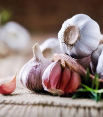 Sadbový cesnak Morado de Cuenca - Allium - nepaličák - predaj cibulí cesnaku - 1 balenie