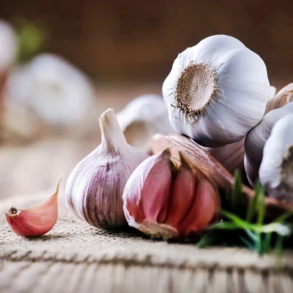 Sadbový cesnak Morado de Cuenca - Allium - nepaličák - predaj cibulí cesnaku - 1 balenie