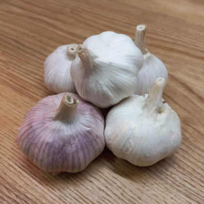 Sadbový cesnak Morado de Cuenca - Allium - nepaličák - predaj cibulí cesnaku - 1 balenie