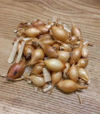 BIO Cibuľa sadzačka Sturon - Allium cepa - predaj cibuliek - 250 g