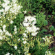 Túžobník obyčajný - Filipendula vulgaris - semiačka - 0,3 g