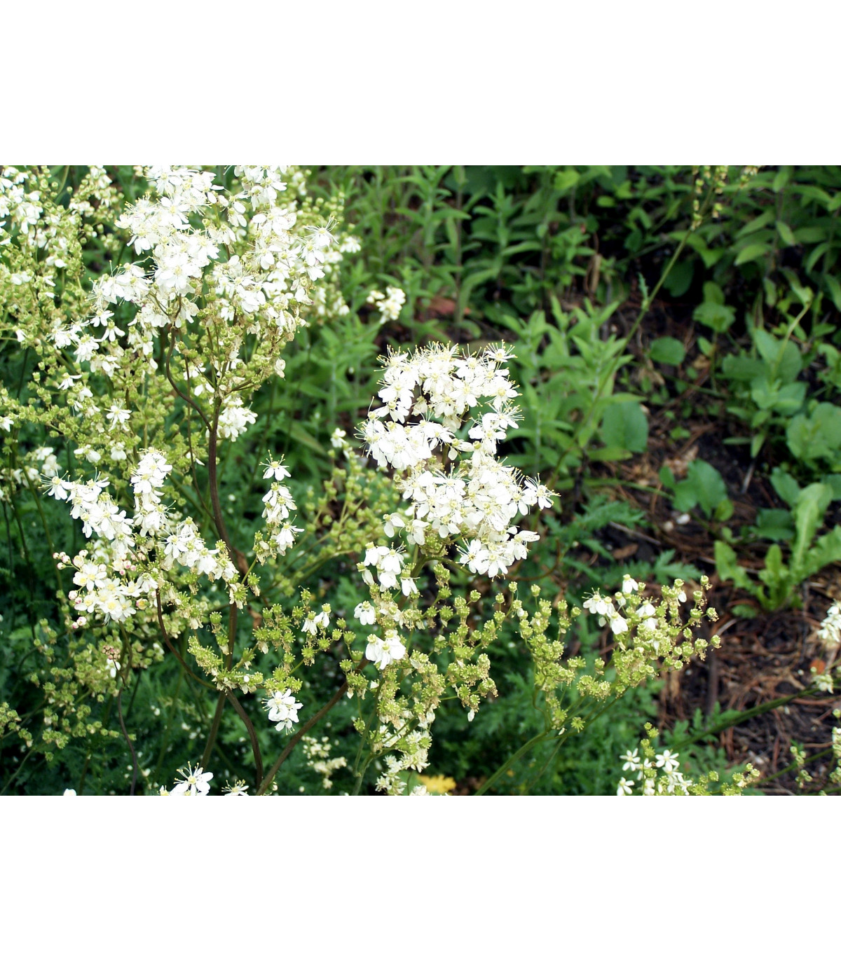 Túžobník obyčajný - Filipendula vulgaris - semiačka - 0,3 g