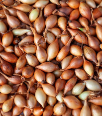 BIO Cibuľa sadzačka Štutgart - Allium cepa - predaj cibuliek - 250 g