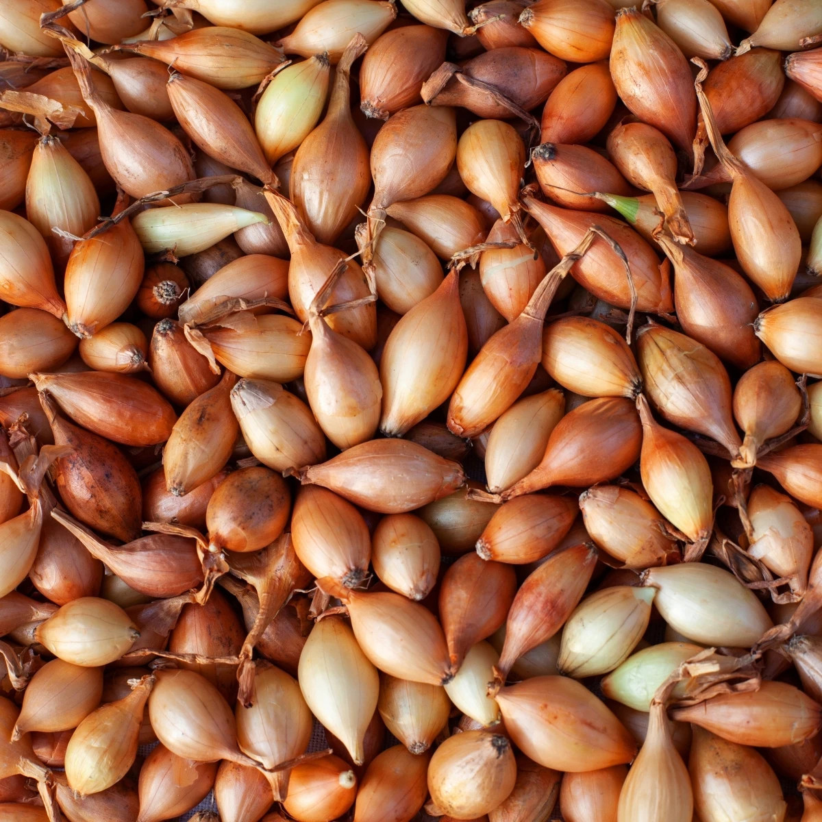 BIO Cibuľa sadzačka Štutgart - Allium cepa - predaj cibuliek - 250 g