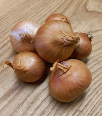 Cibuľa šalotka Biztro - Allium cepa - predaj cibuliek - 250 g