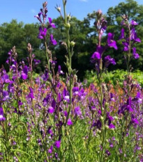 Línia marocká Licilia Azure - Linaria maroccana - predaj semien - 30 ks