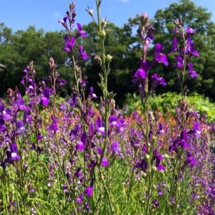 Línia marocká Licilia Azure - Linaria maroccana - predaj semien - 30 ks
