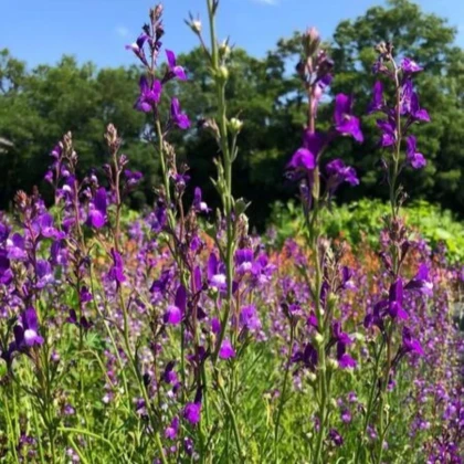 Línia marocká Licilia Azure - Linaria maroccana - predaj semien - 30 ks