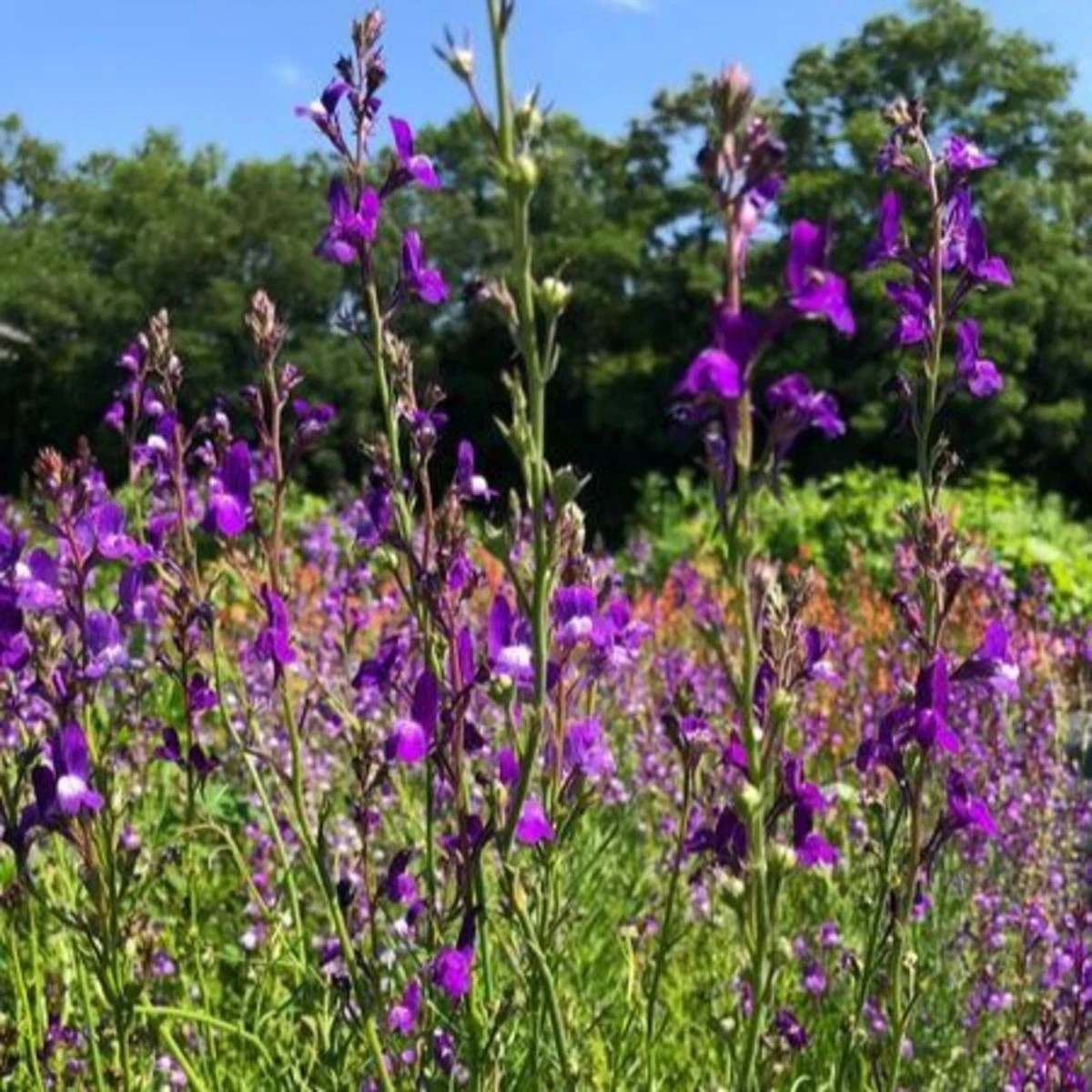 Línia marocká Licilia Azure - Linaria maroccana - predaj semien - 30 ks