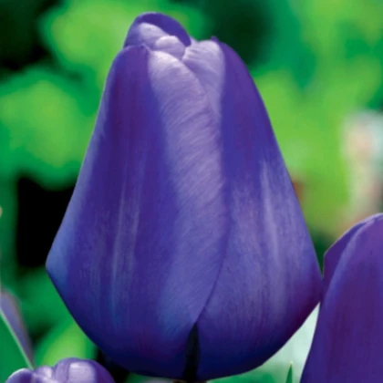 Tulipán Triumph Blue - Tulipa - predaj cibuľovín - 3 ks
