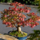 Javor dlaňolistý – Acer palmatum – predaj semien javora