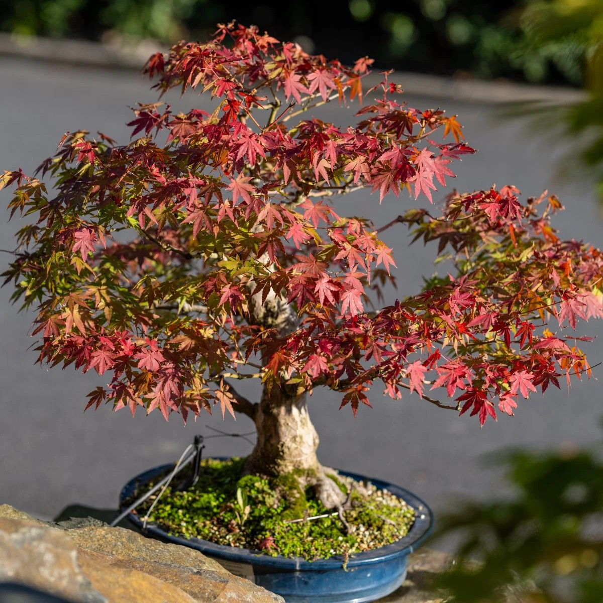 Javor dlaňolistý – Acer palmatum – predaj semien javora