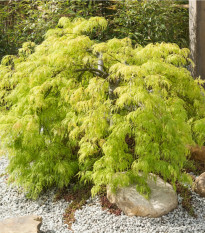 Javor dlaňolistý - Acer palmatum - predaj semien - 5 ks