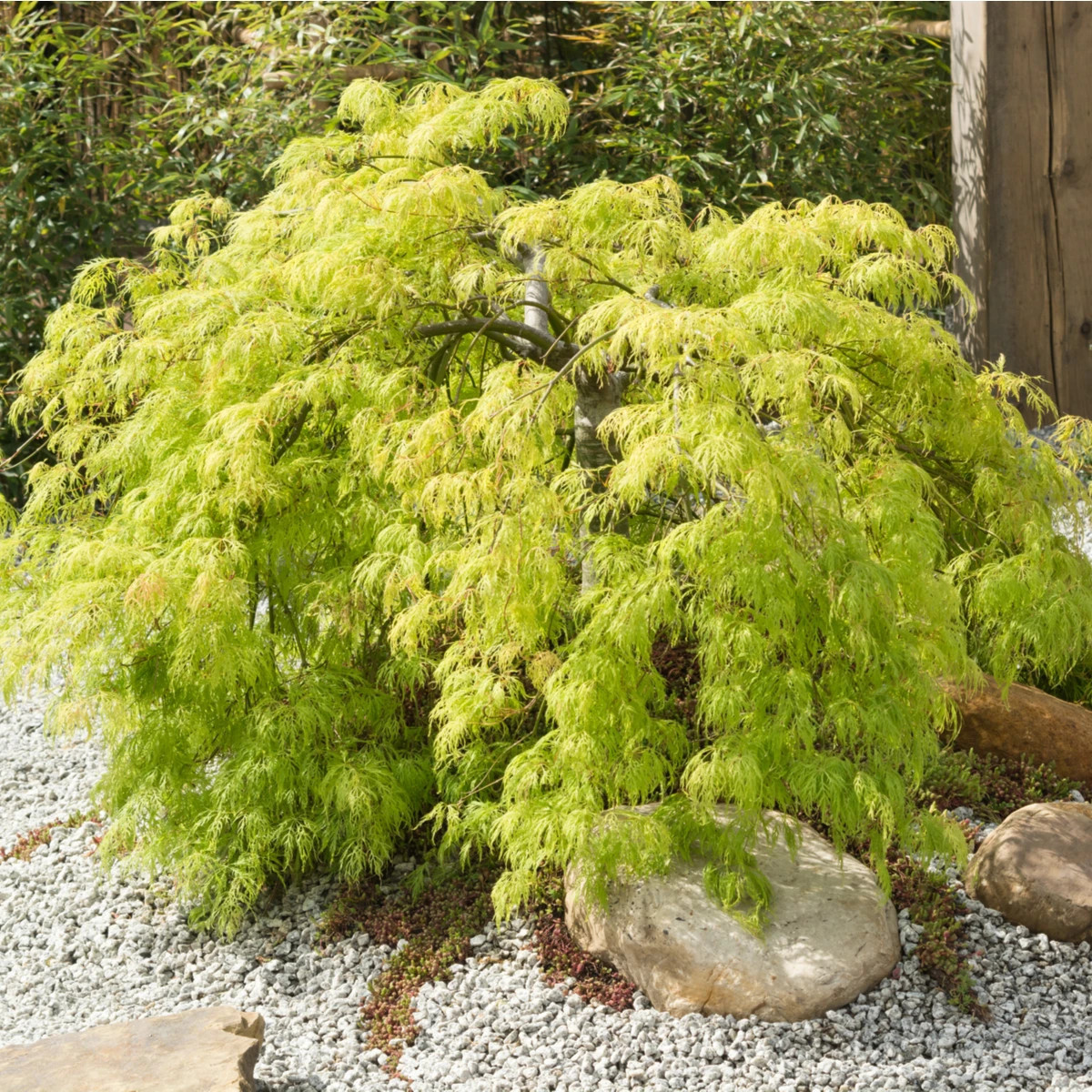 Javor dlaňolistý – Acer palmatum – predaj semien javora