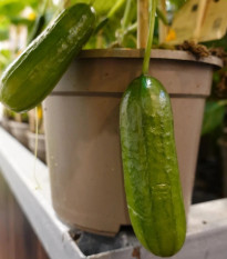 Uhorka Cascadini F1 - uhorka do kvetináča - Cucumis sativus - predaj semien - 5 ks