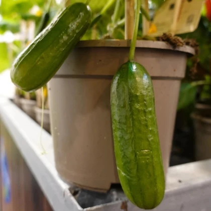 Uhorka Cascadini F1 - uhorka do kvetináča - Cucumis sativus - predaj semien - 5 ks