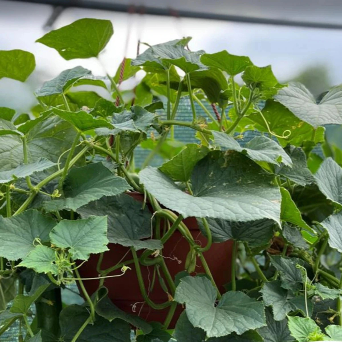 Uhorka Cascadini F1 - uhorka do kvetináča - Cucumis sativus - predaj semien - 5 ks