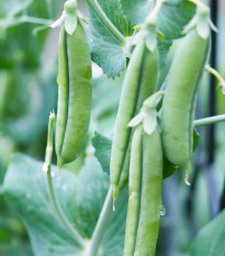 Hrach Grandera - Pisum sativum - predaj semien - 40 ks