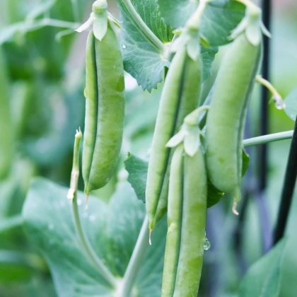 Hrach Grandera - Pisum sativum - predaj semien - 40 ks