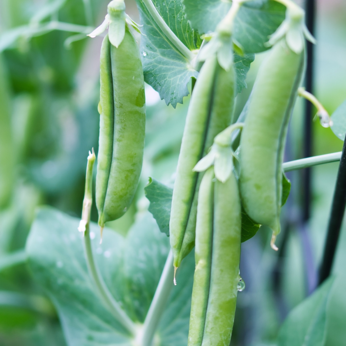 Hrach Grandera - Pisum sativum - predaj semien - 40 ks
