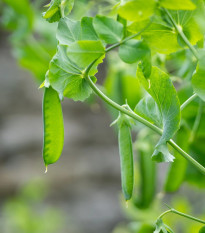 Hrach Delikata - Pisum sativum - predaj semien - 40 ks