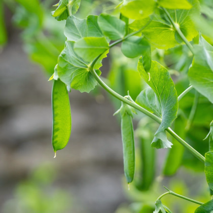Hrach Delikata - Pisum sativum - predaj semien - 40 ks