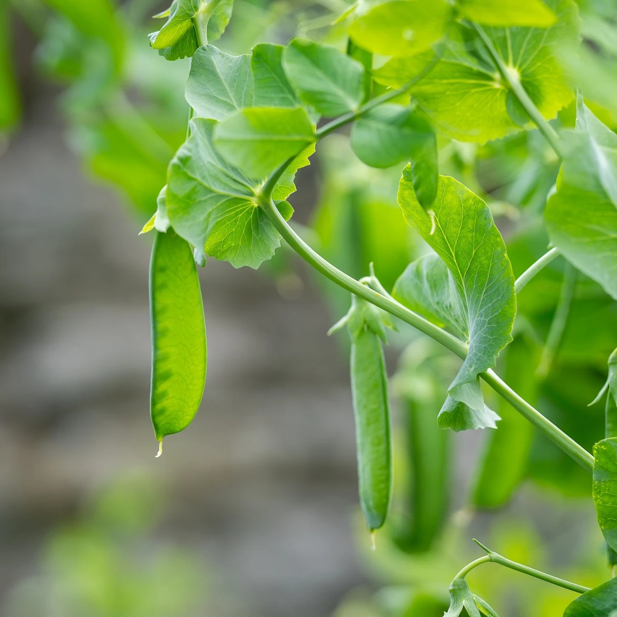 Hrach Delikata - Pisum sativum - predaj semien - 40 ks