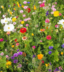 Včelia maškrta - semená Čierny Biopro - letničková zmes - predaj semien - 20 g