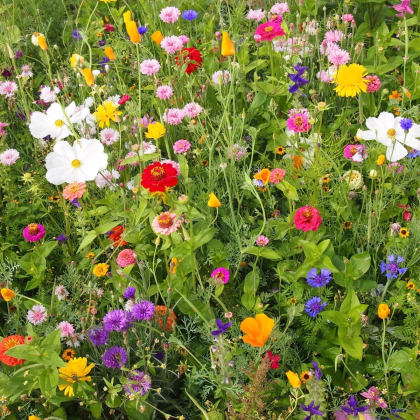 Včelia maškrta - semená Čierny Biopro - letničková zmes - predaj semien - 20 g