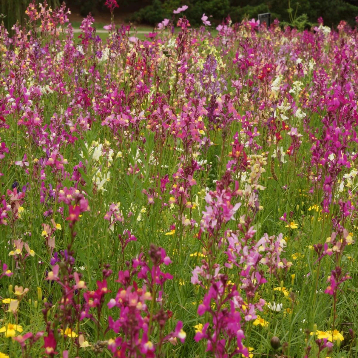 Včelia maškrta - semená Čierny Biopro - letničková zmes - predaj semien - 20 g