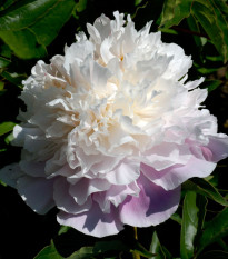 Pivónia Amabilis - Paeonia lactiflora - predaj cibuľovín - 1 ks