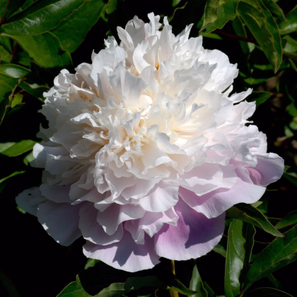 Pivónia Amabilis - Paeonia lactiflora - predaj cibuľovín - 1 ks