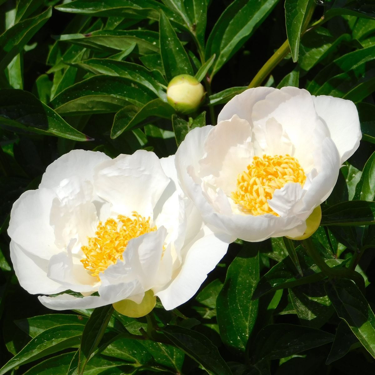 Pivonka Patio Dublin - Paeonia lactiflora - predaj cibuľovín - 1 ks